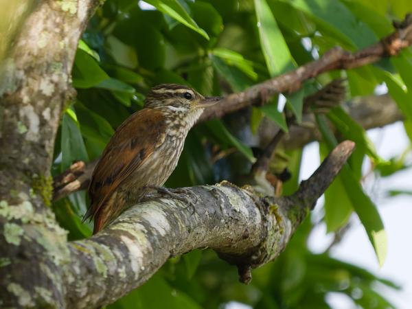 Gestreepte xenops (Xenops rutilans)